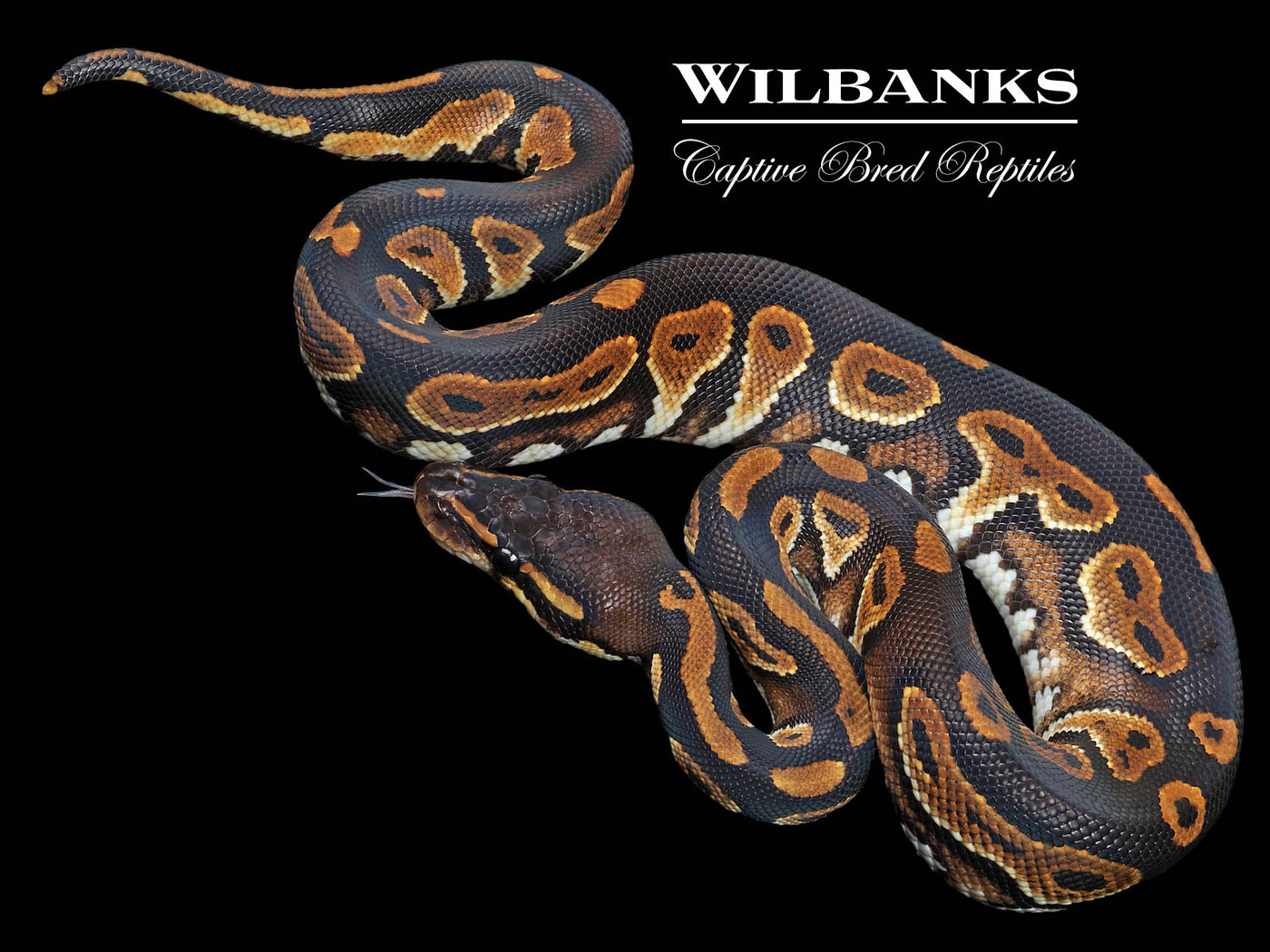 Blackhead 100% Het. Lavender Albino Ball Python ♂ '23