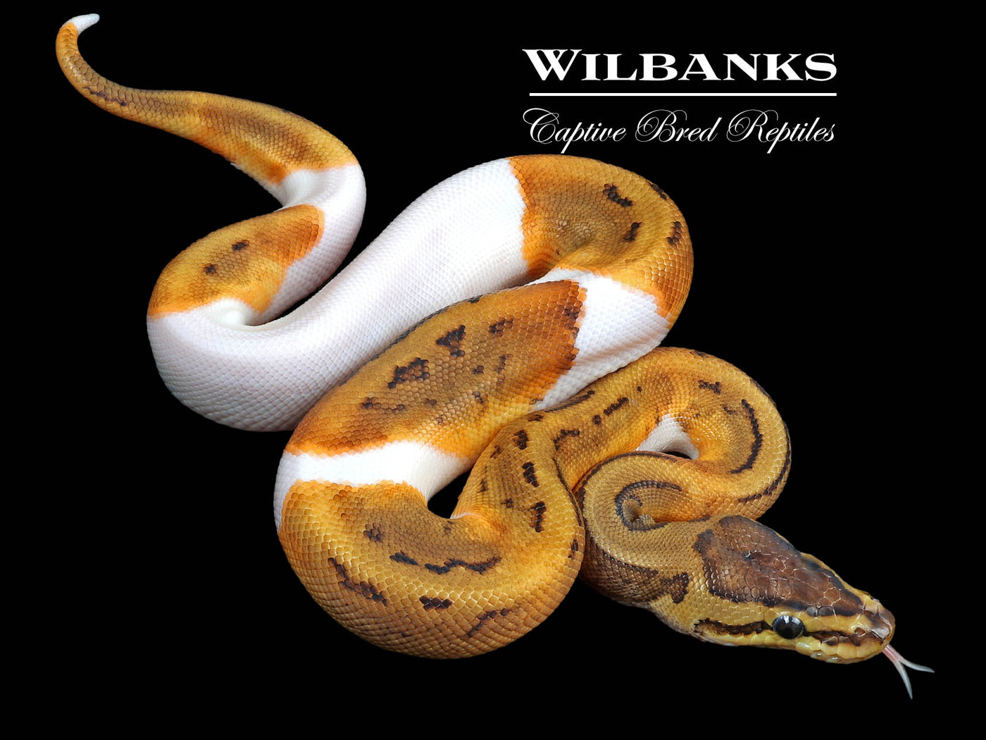 Pinstripe Pied Ball Python ♂ '23