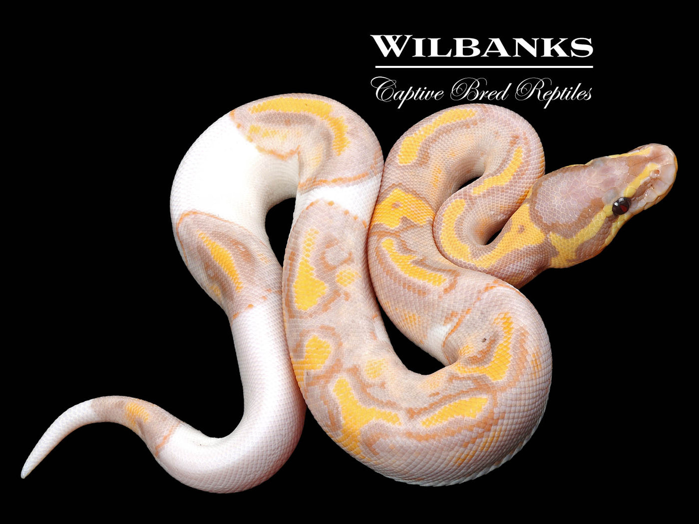 Banana Pied Ball Python ♂ '23