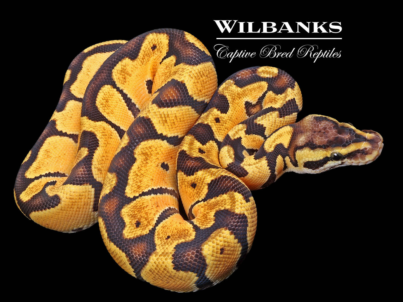 Pastel Enchi Ball Python ♀ '23