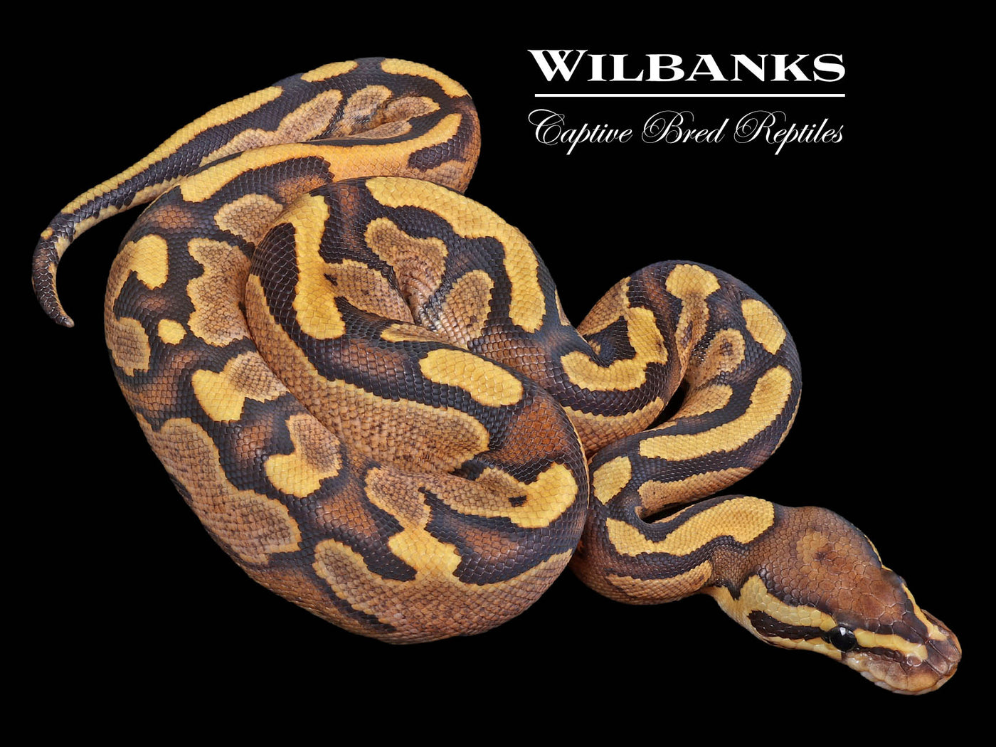Fire Sugar 100% Het. Clown Ball Python ♀ '23