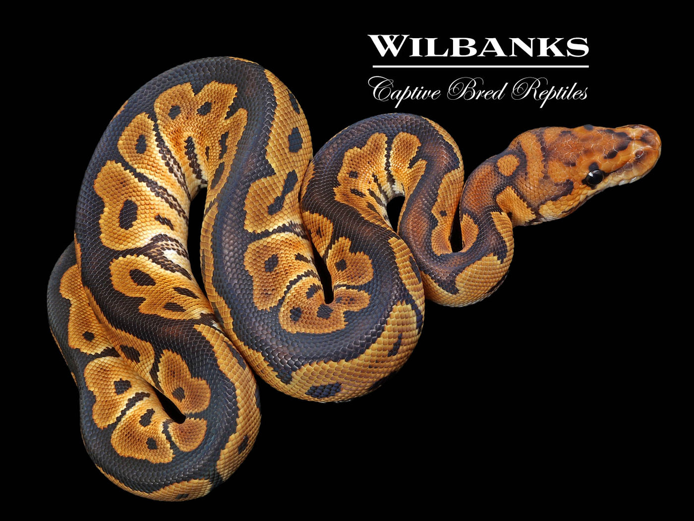 Clown Ball Python ♂ '23