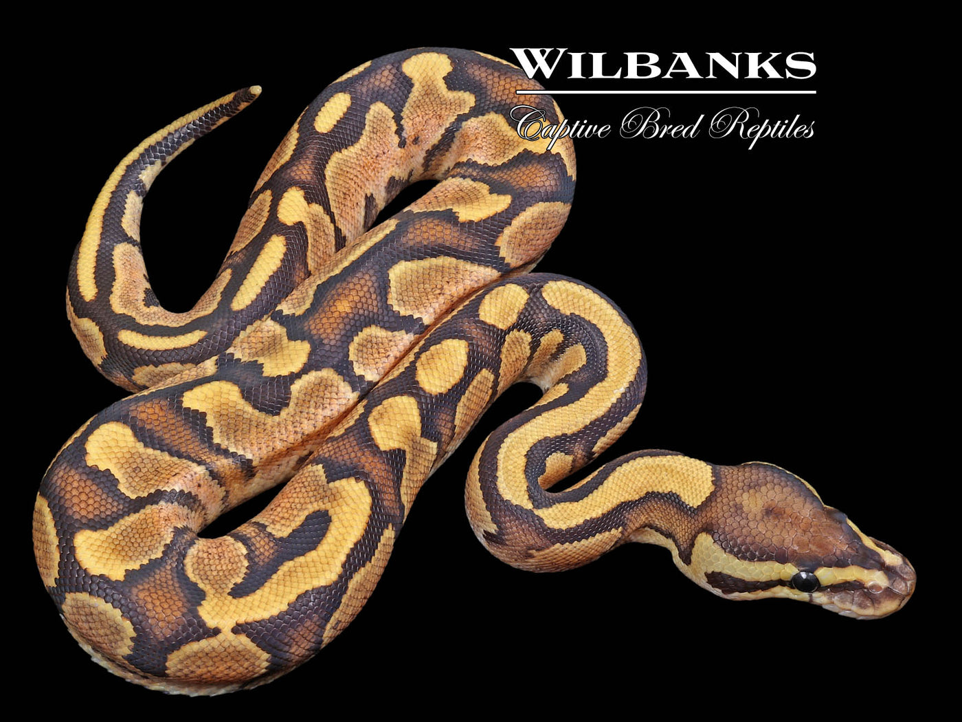 Fire Sugar 100% Het. Clown Ball Python ♀ '23