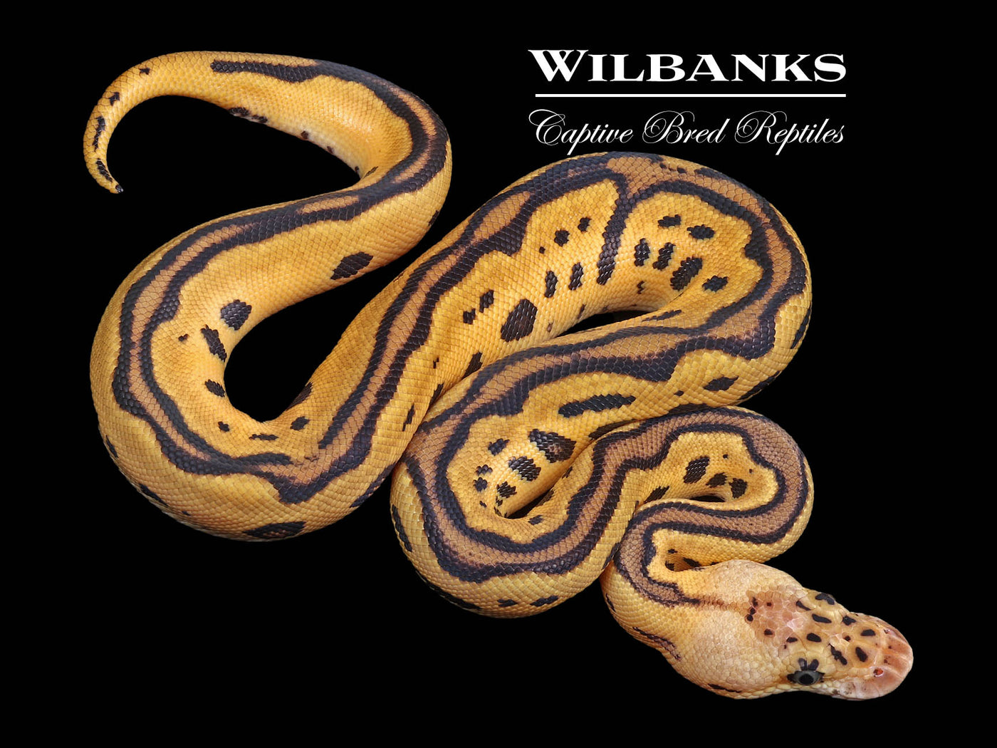 Pastel Enchi Leopard Clown Ball Python ♂ '23