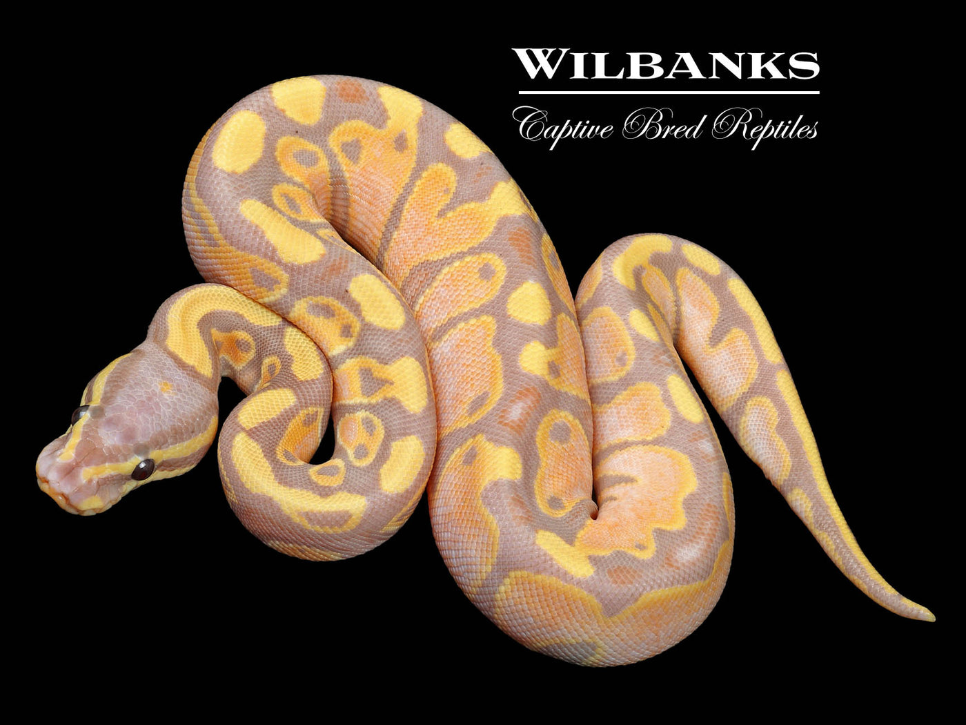 Banana 100% Het. Pied Ball Python ♀ '23