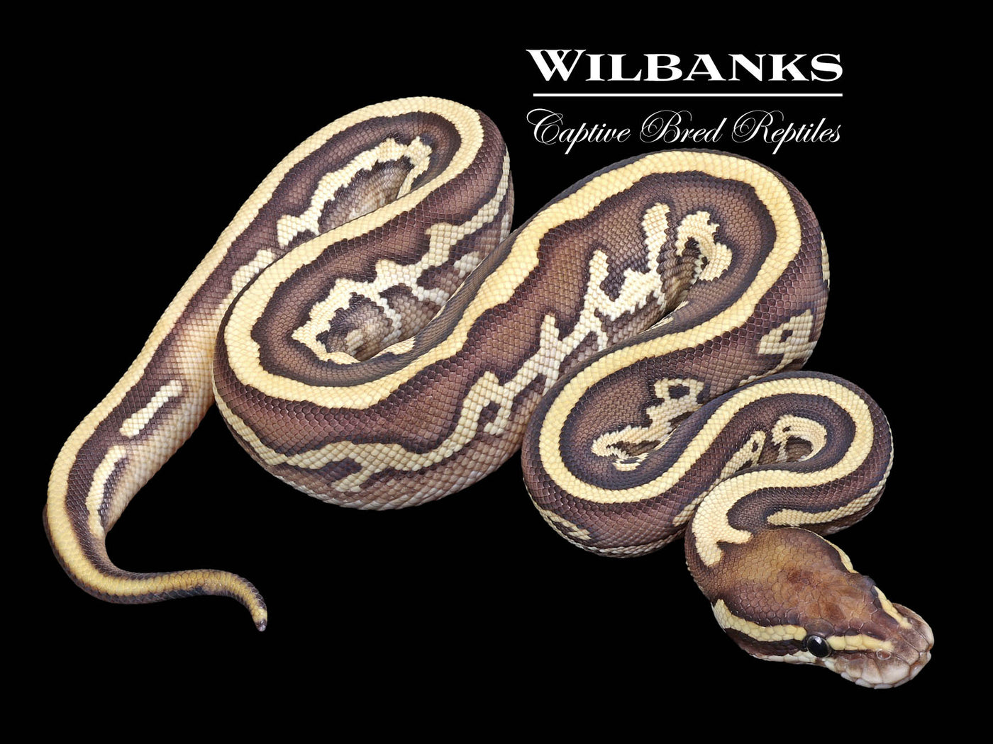 Lesser Leopard 100% Het. Axanthic (VPI) Ball Python ♀ '23