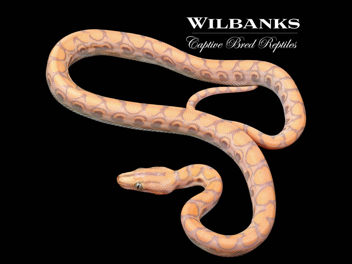 Caramel Albino Brazilian Rainbow Boa ♂ '23