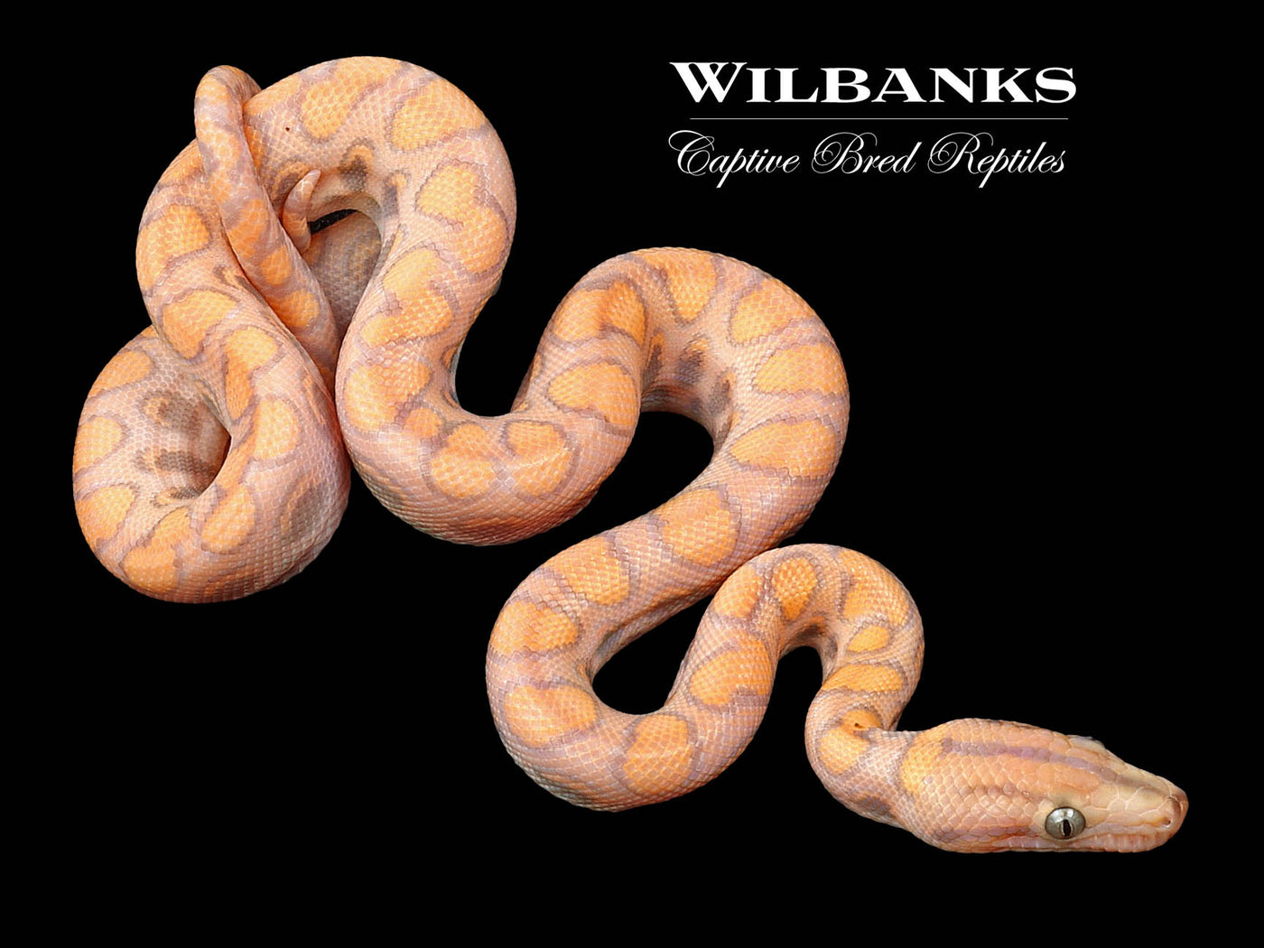 Caramel Albino Brazilian Rainbow Boa ♂ '23