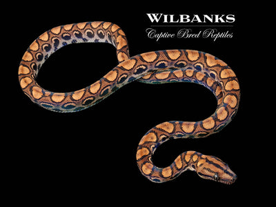 Ball Pythons For Sale - Wilbanks Captive Bred Reptiles