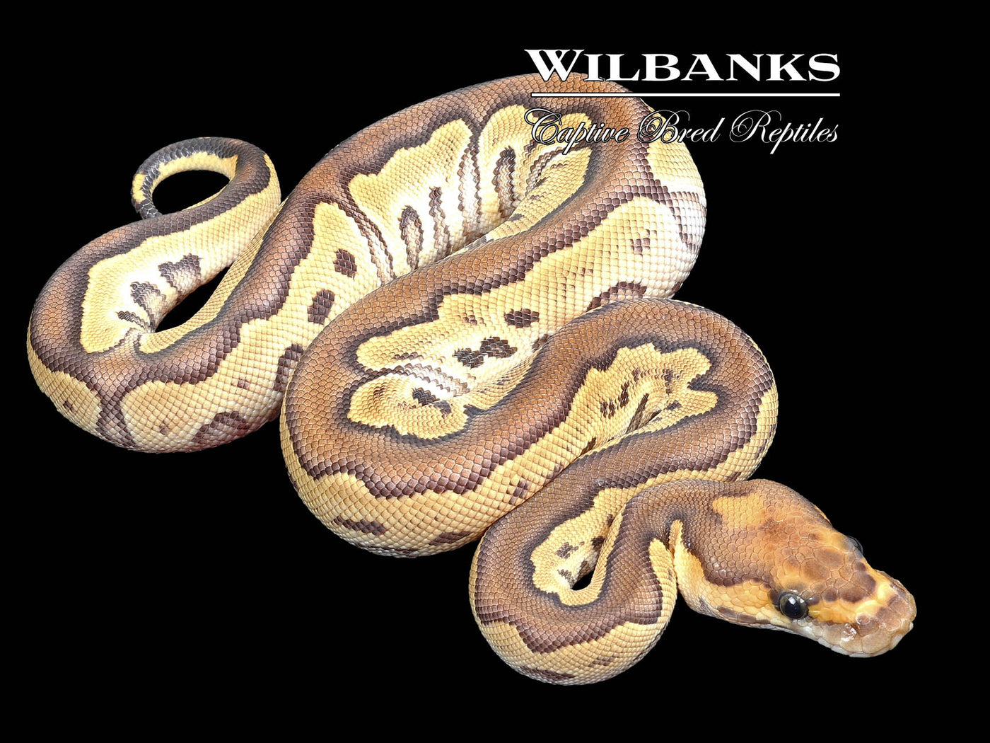Mojave Clown Ball Python ♀ '23