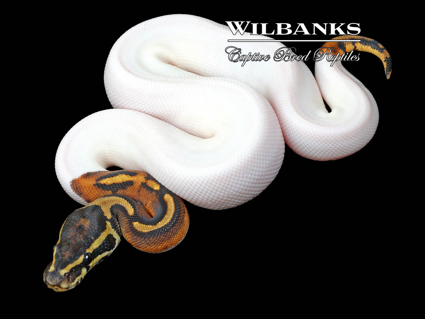 Pied Ball Python ♀ '23