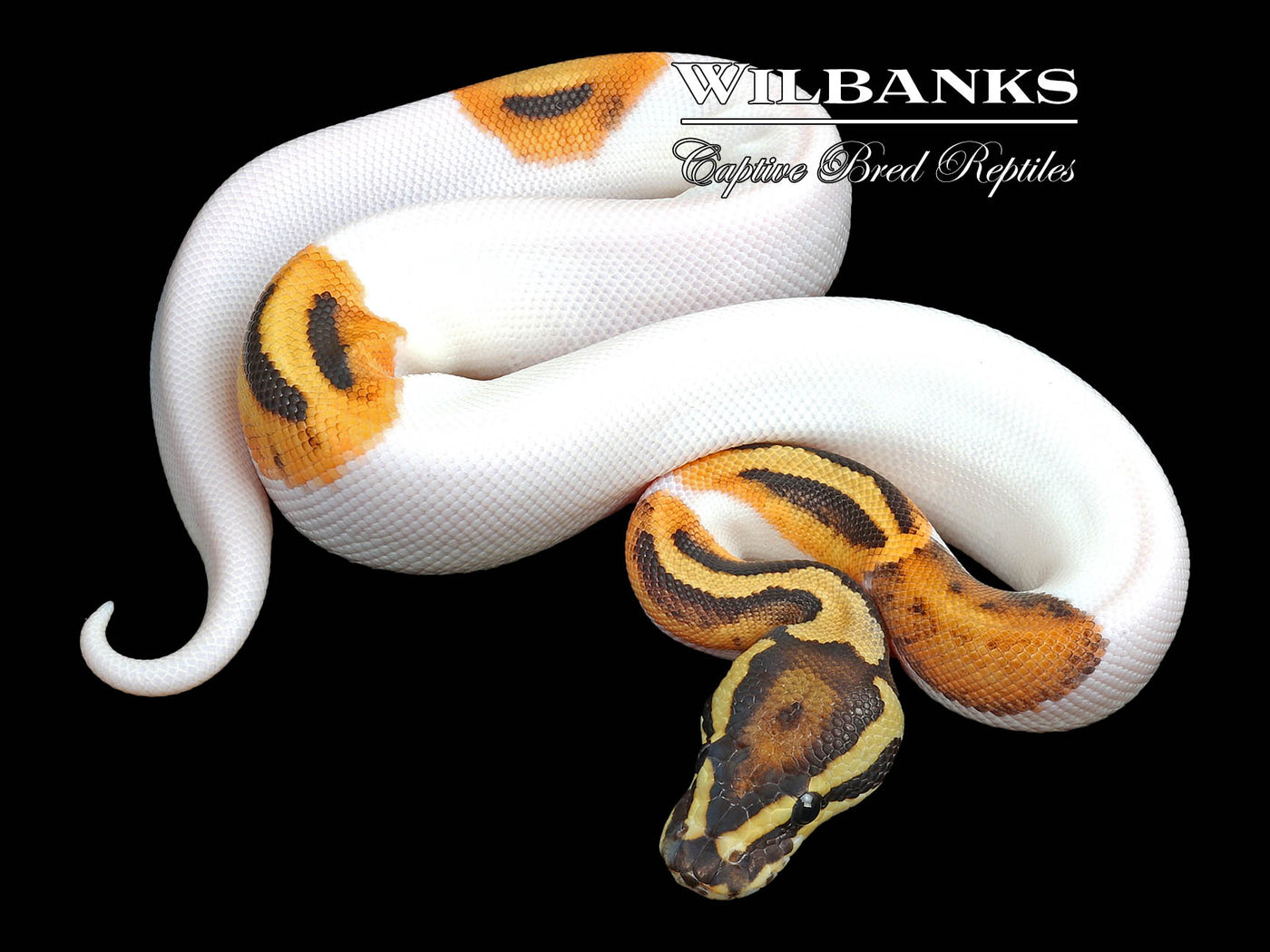 Fire Pied Ball Python ♂ '23