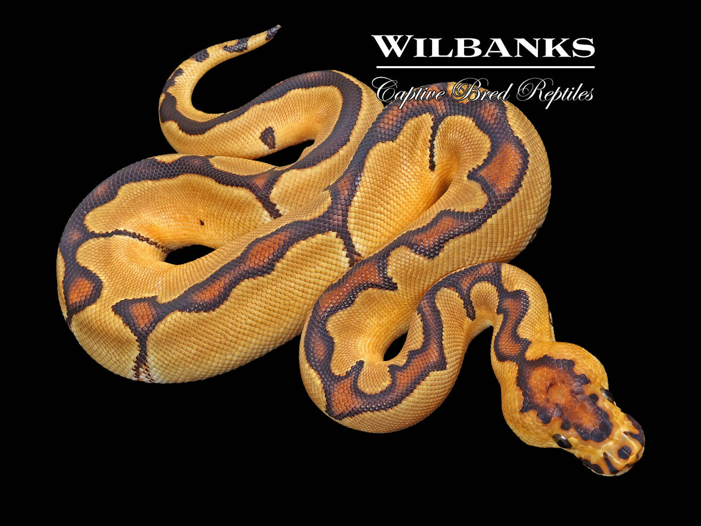 Enchi Clown Ball Python ♀ '23