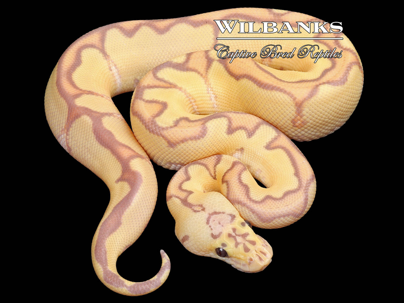 Banana Pastel Enchi Clown Ball Python ♂ '23 Wilbanks Captive Bred