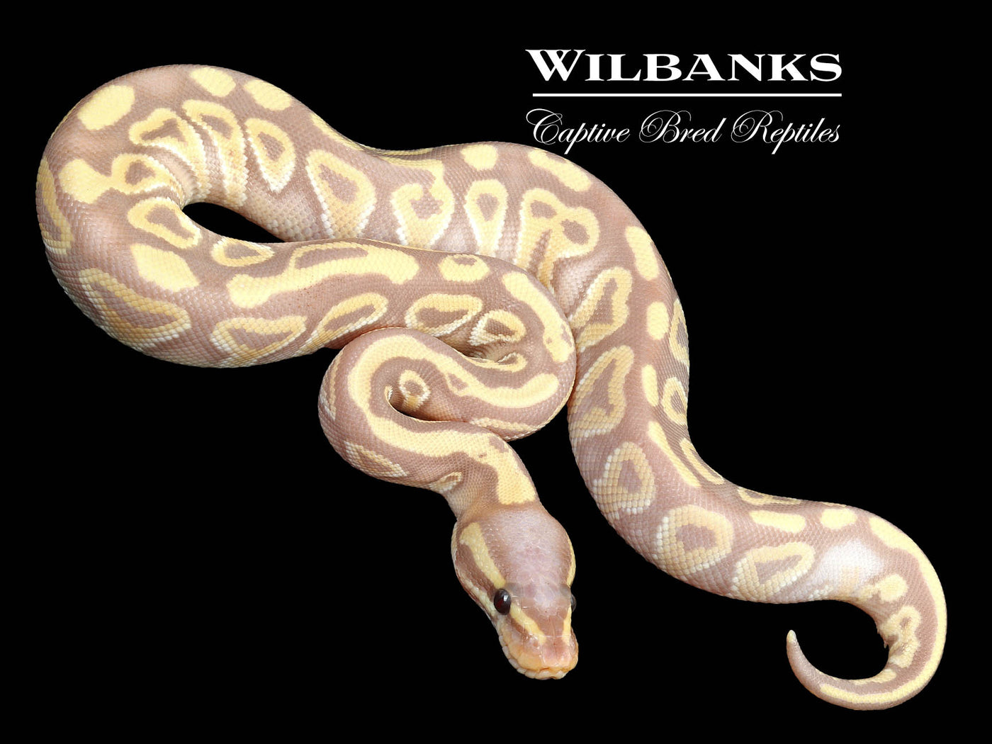 Banana Mojave Ball Python ♂ '23