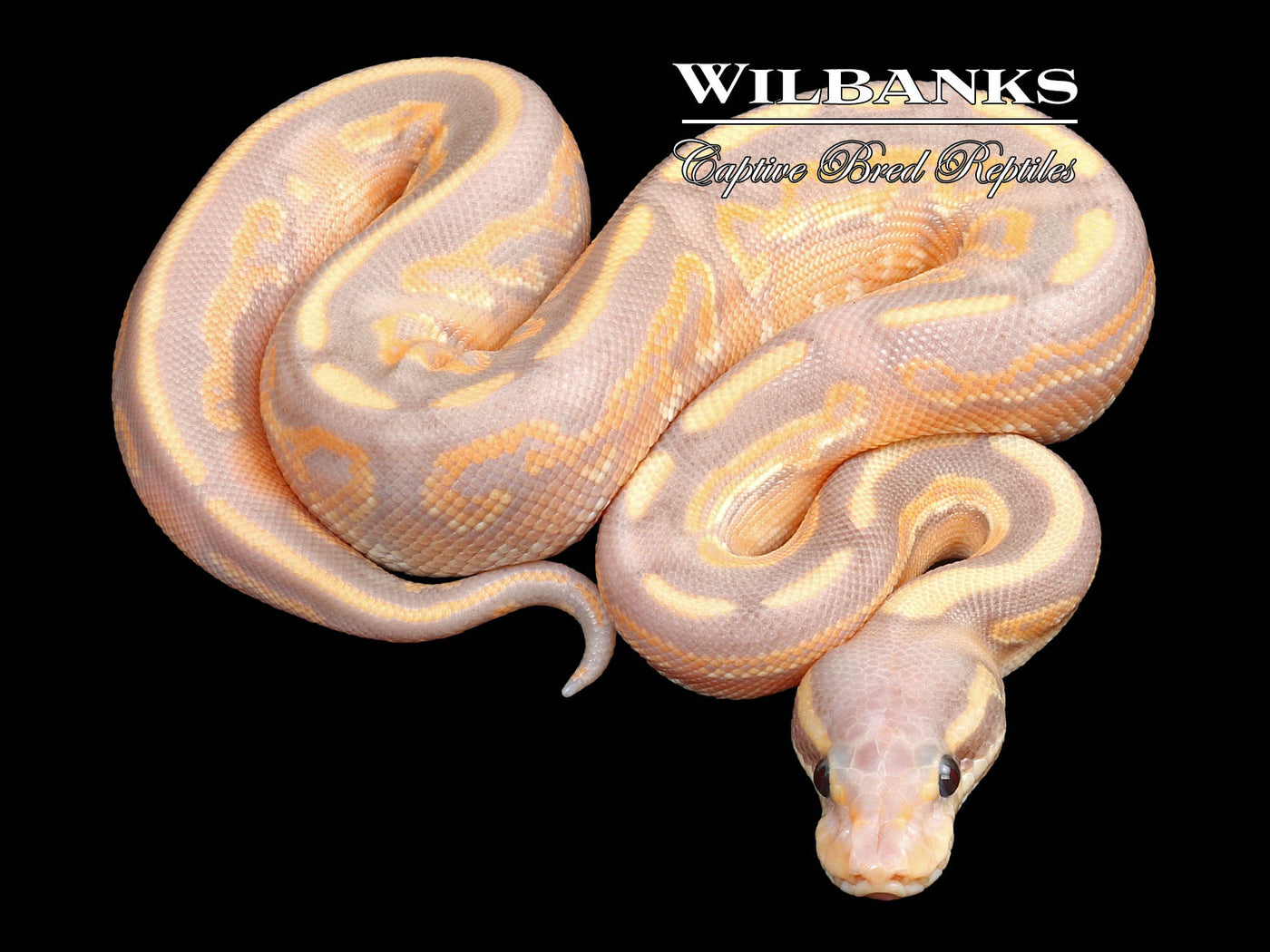 Black Pastel Banana Mojave Ball Python ♂ '23