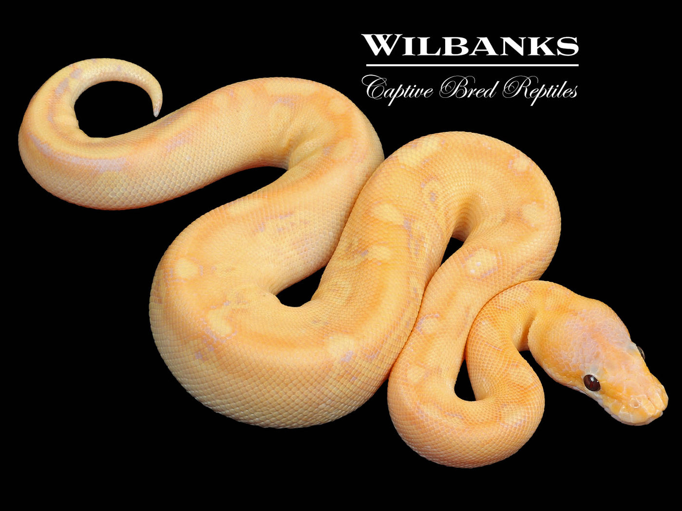 Banana Champagne Ball Python ♂ '23
