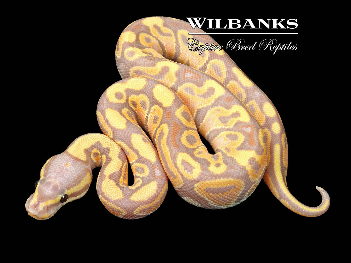 Banana 100% Het. Clown Ball Python ♂ '23