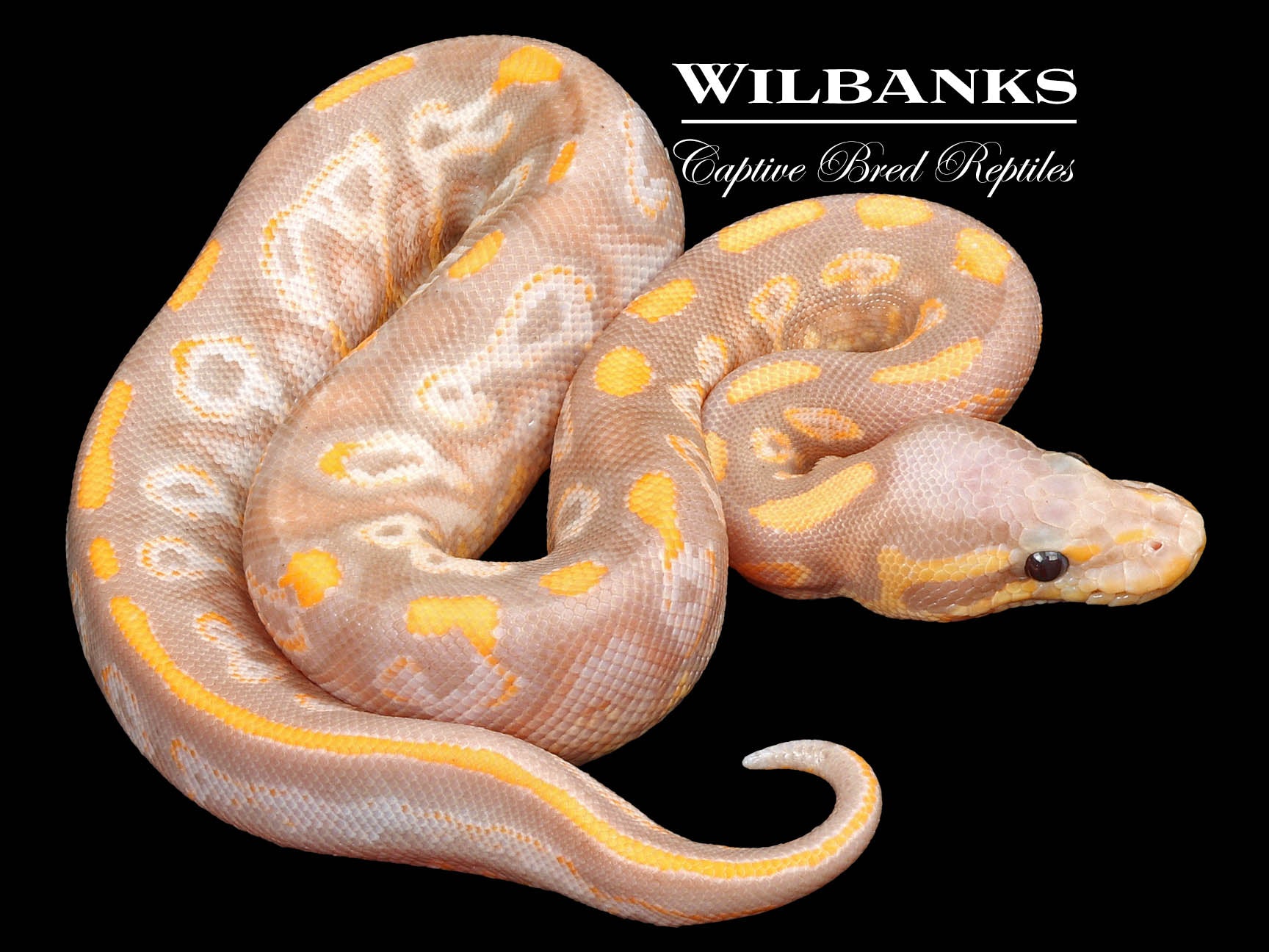 Pastel Banana Ball Python