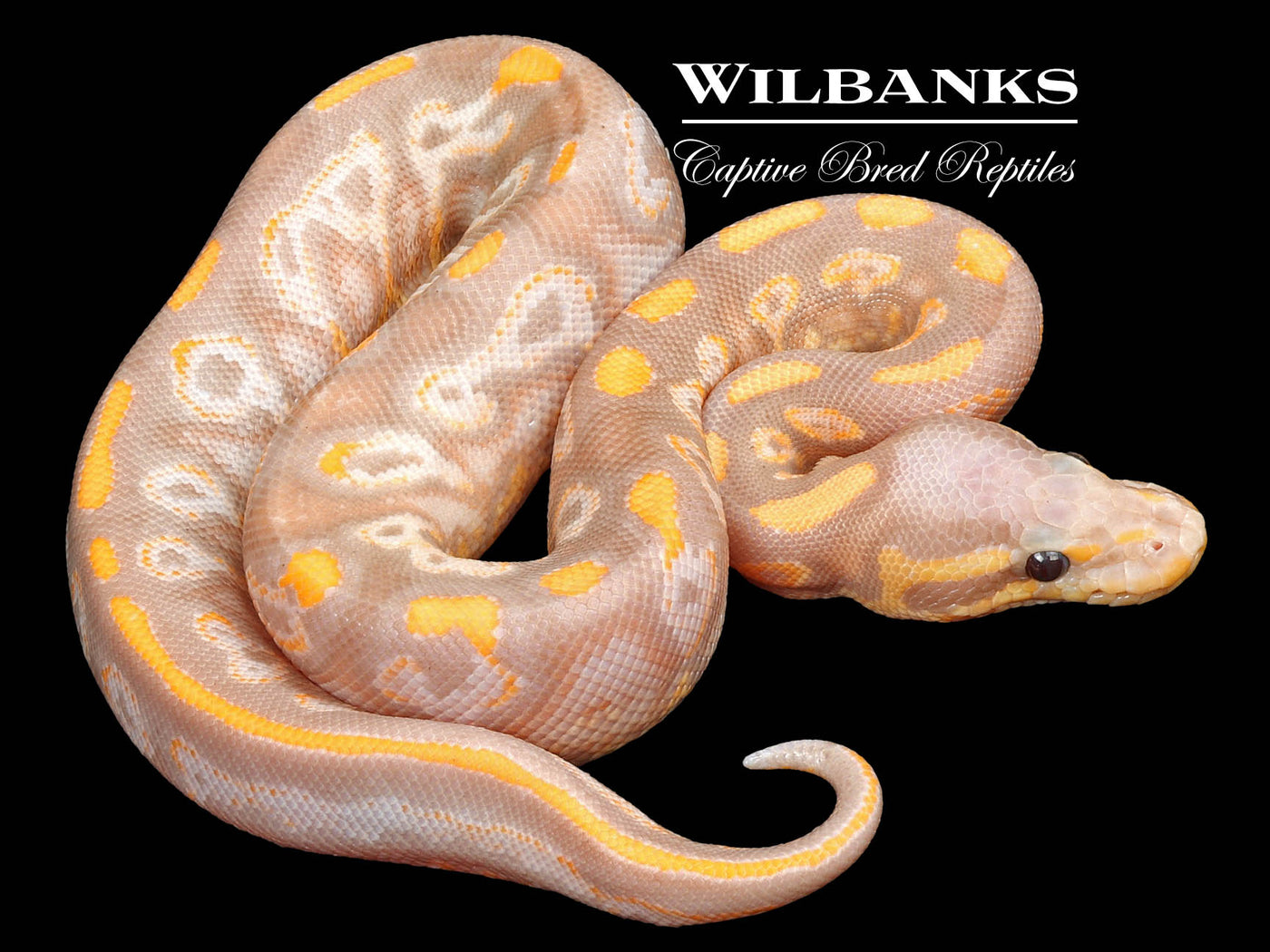 Banana Black Pastel Yellow Belly Ball Python ♂ '23