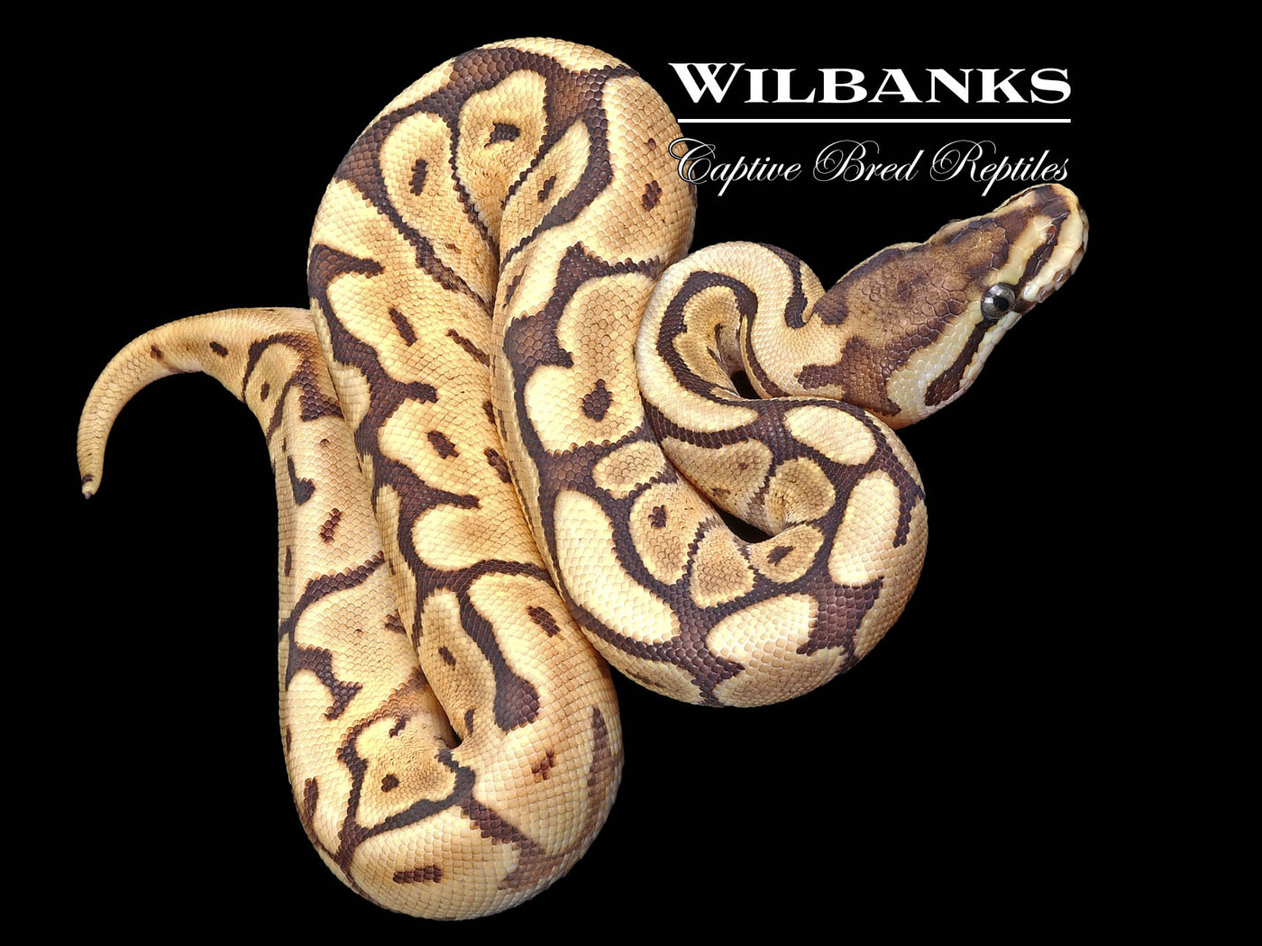 Mojave Spider Ball Python ♀ '23