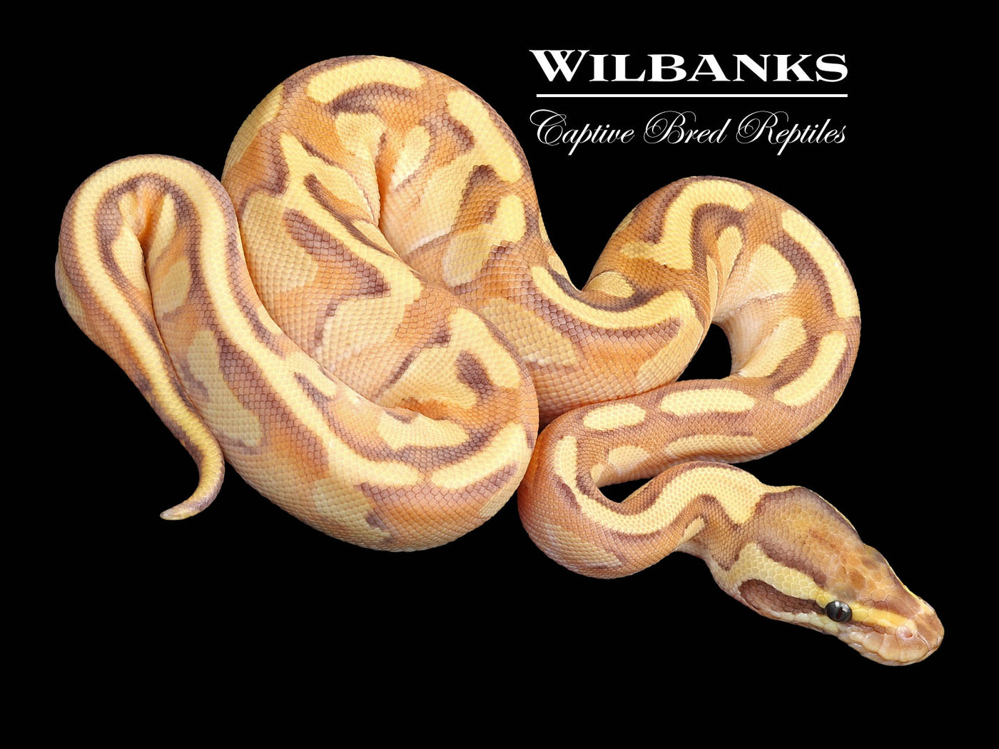 Nuclear Enchi Yellow Belly Ball Python ♀ '23