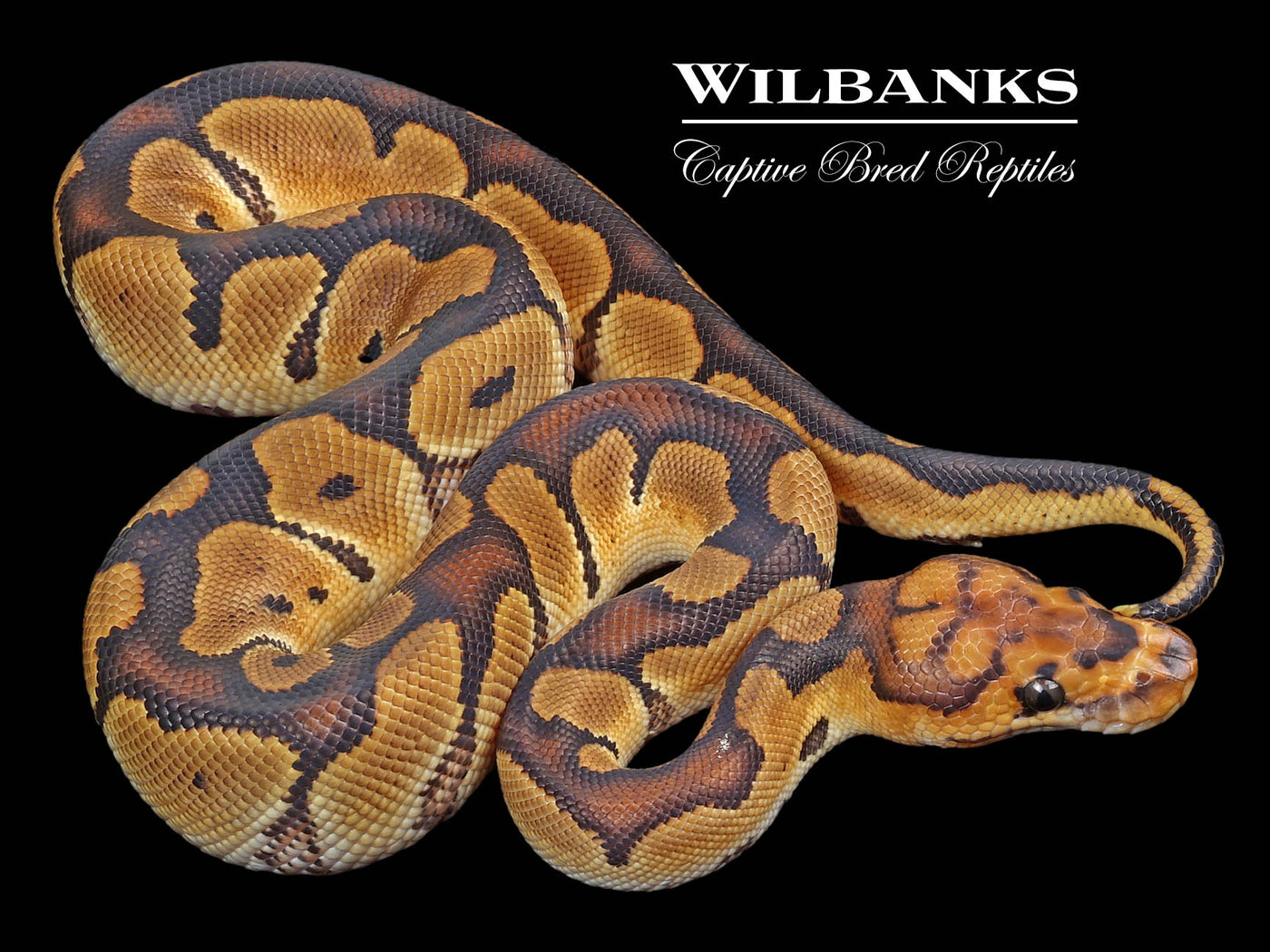 Clown 100% Het. Desert Ghost Ball Python ♂ '23