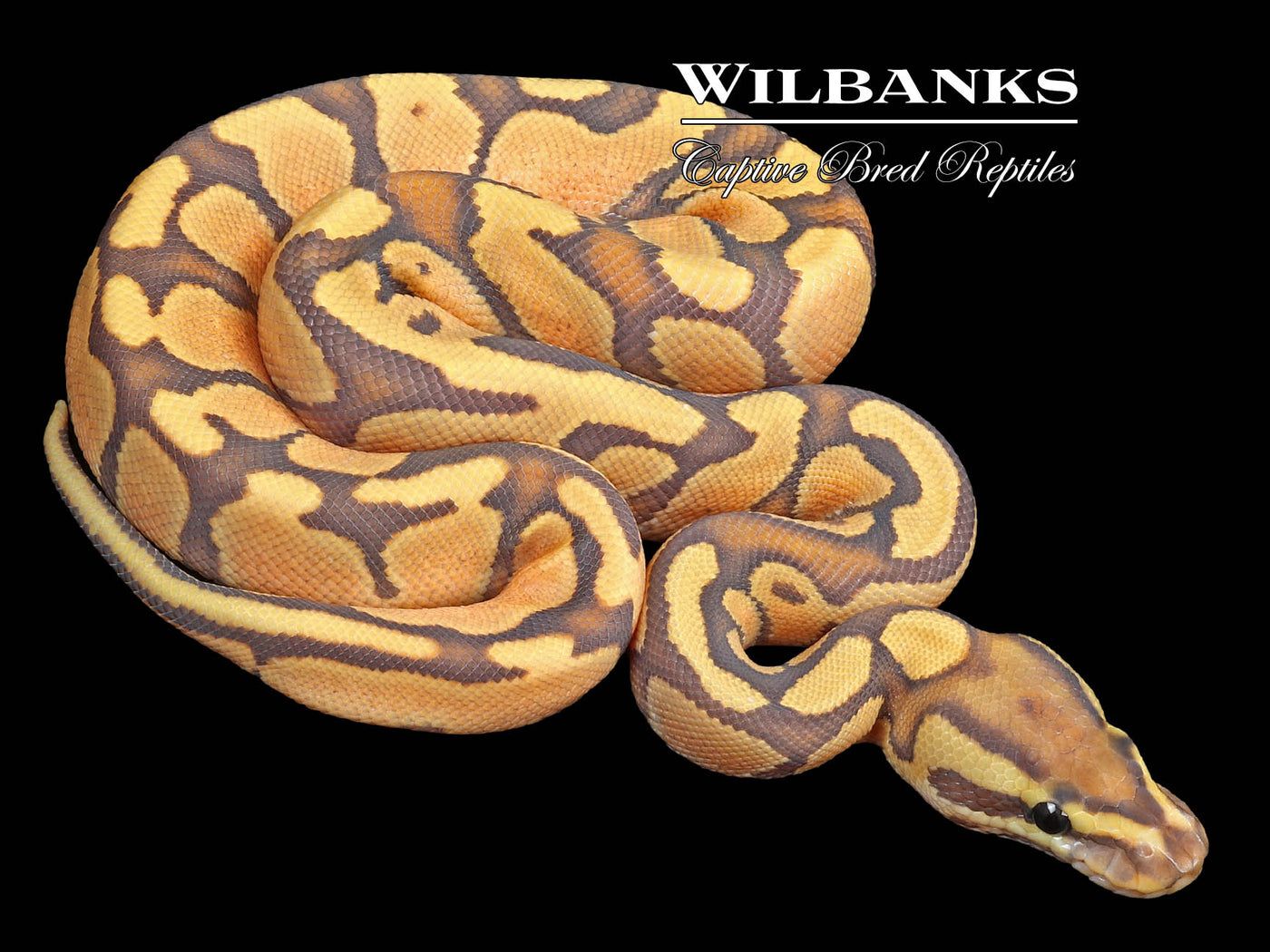 Hypo Fire Enchi Ball Python ♀ '23
