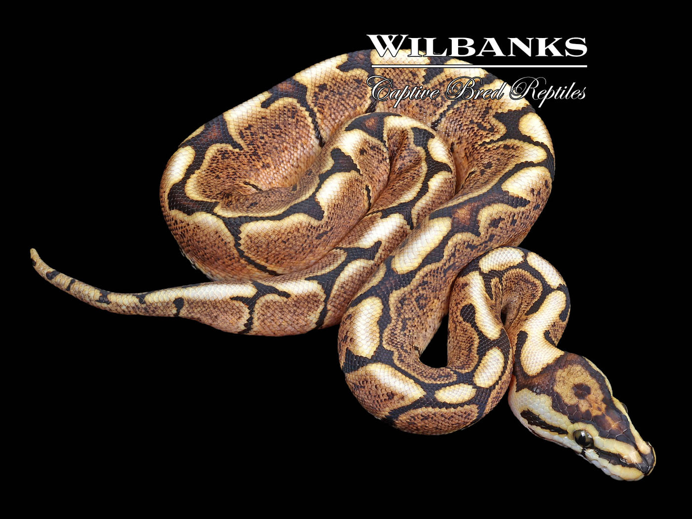 GHI Spider Ball Python ♀ '23