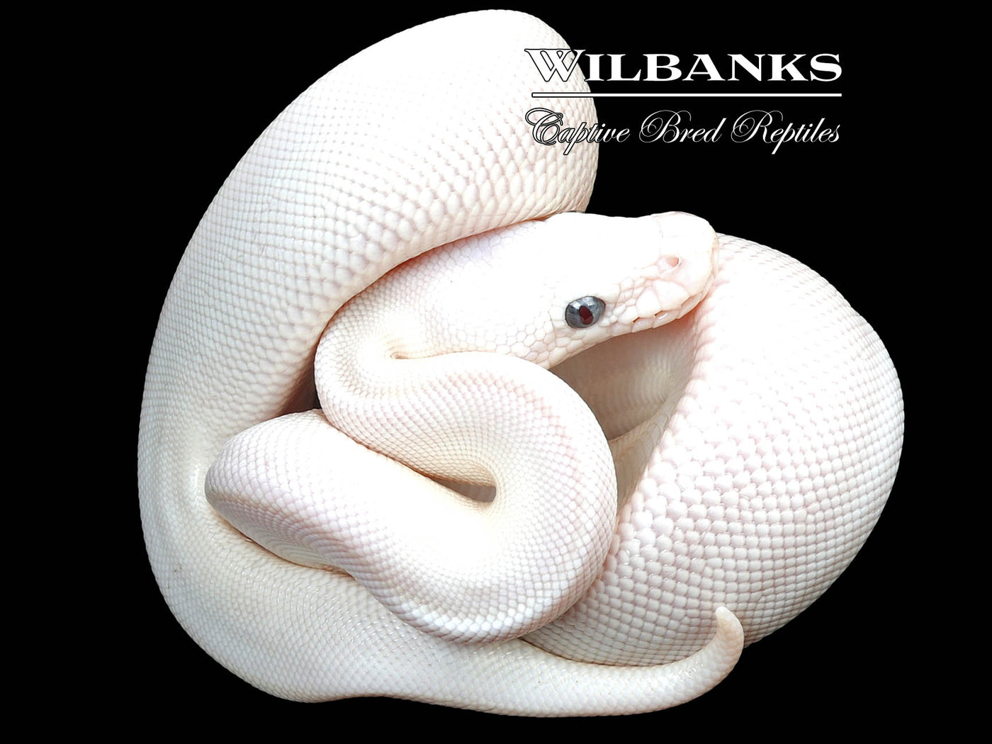 Blue Eyed Leucistic (Lucy) (Bamboo Mojave) Ball Python ♂ '23