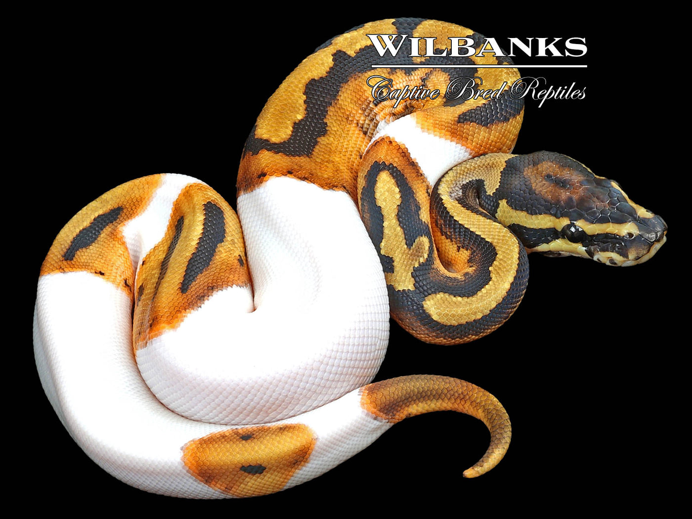 Pied Ball Python ♂ '23