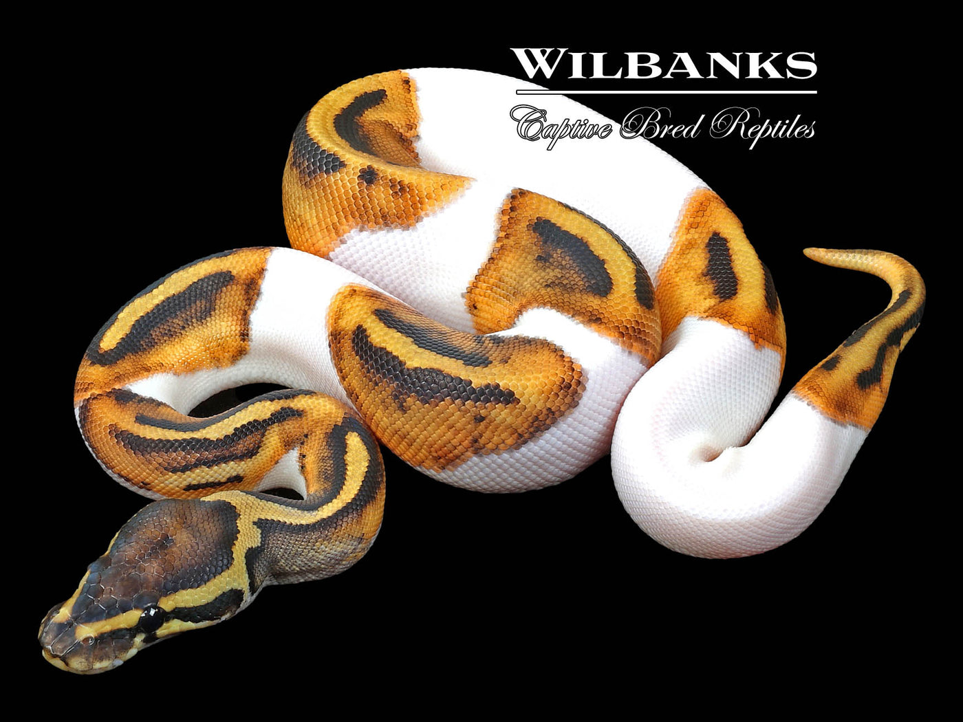 Pied Ball Python ♀ '23