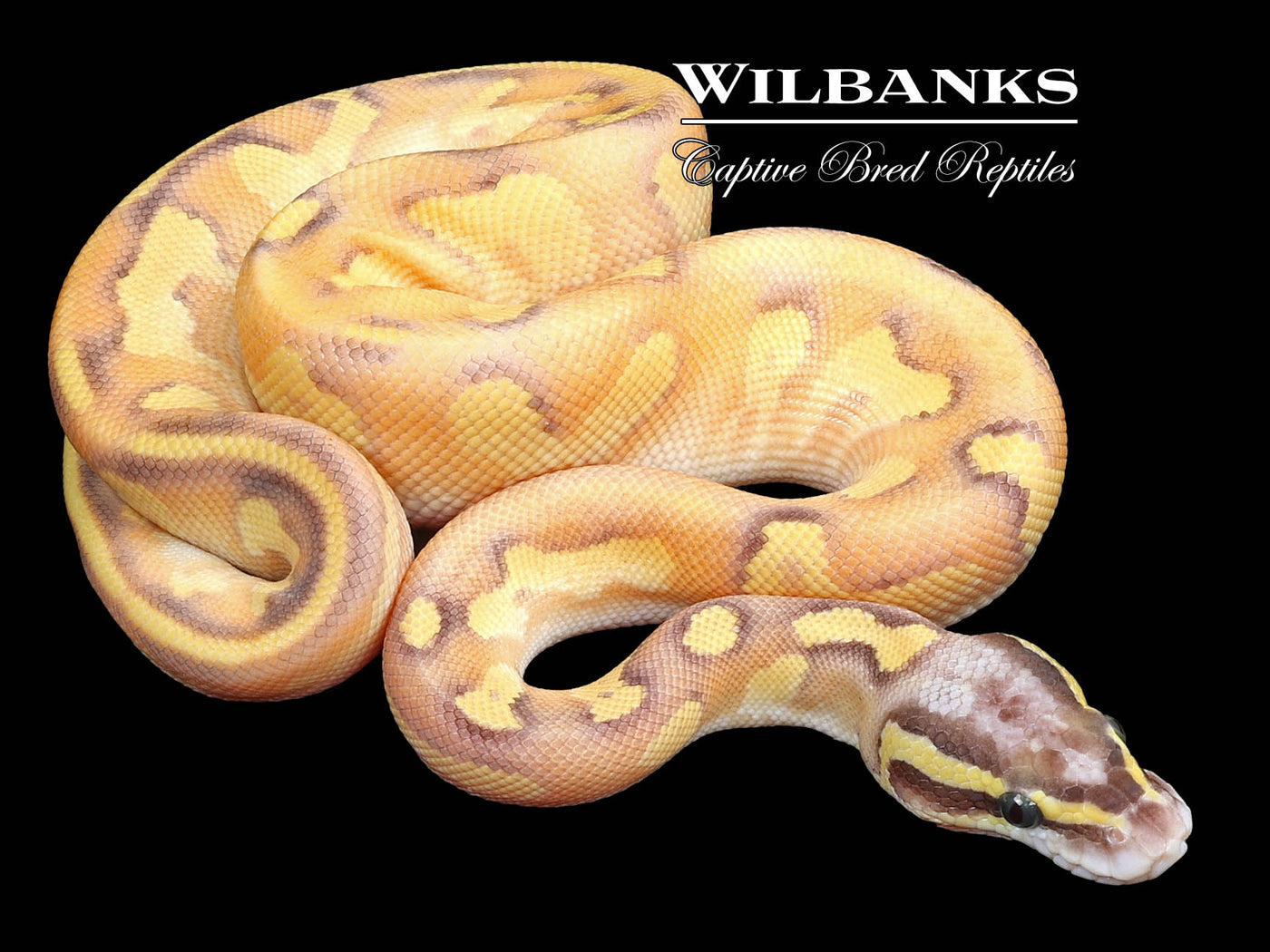 Blackhead Nuclear Pastel Enchi Ball Python ♂ '23