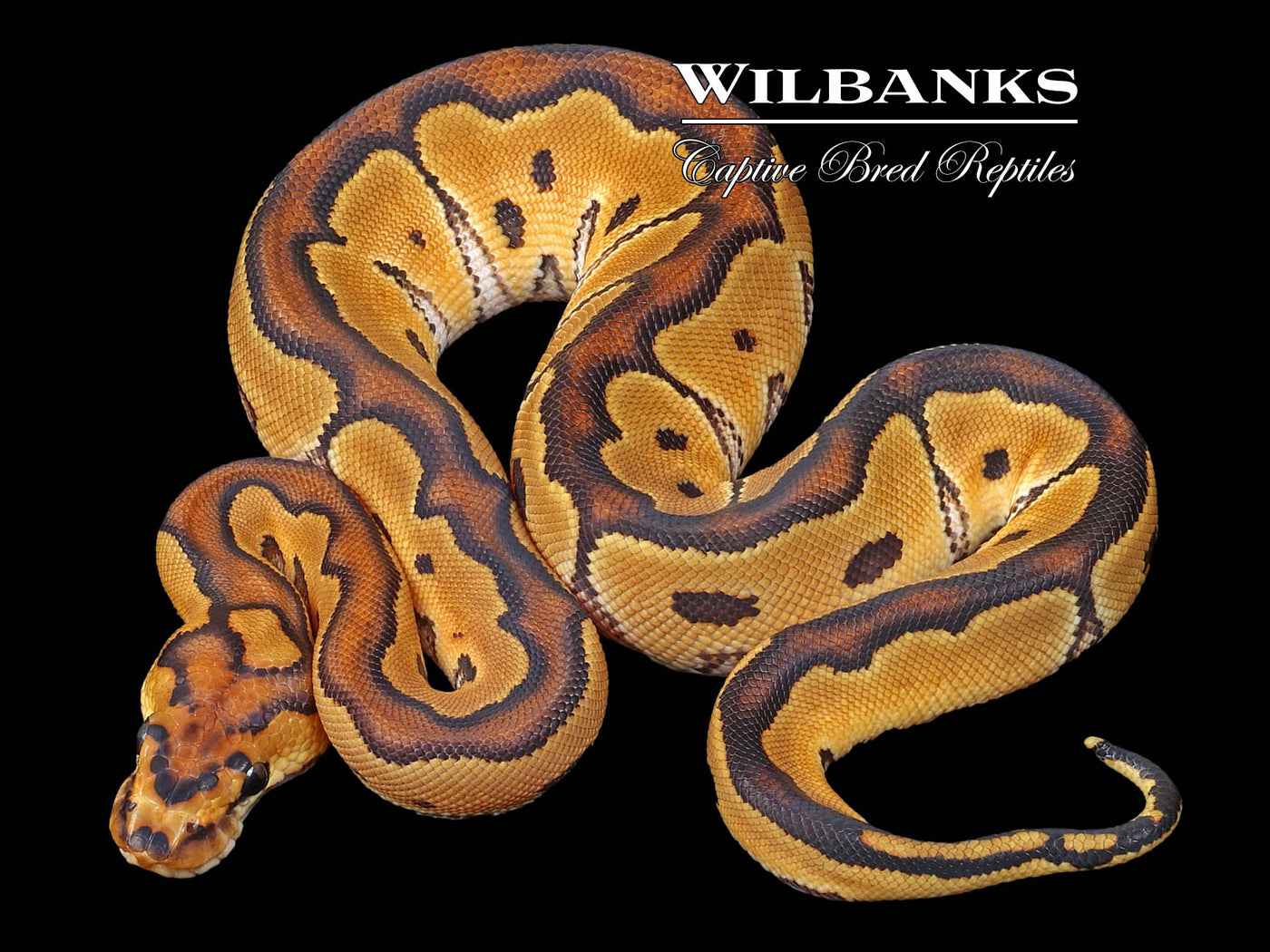 Clown Ball Python ♂ '23