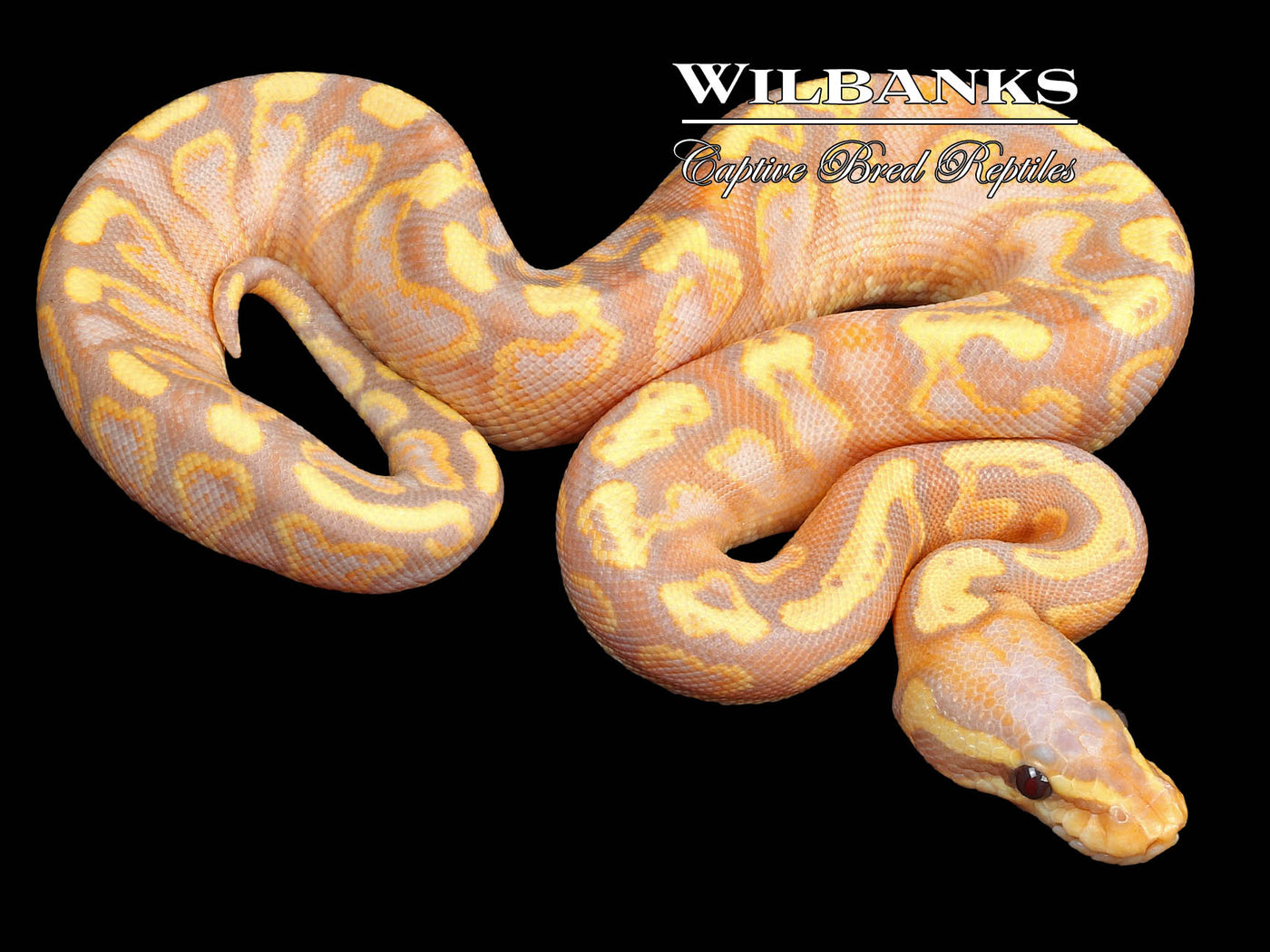 Banana GHI Yellow Belly Ball Python ♀ '23