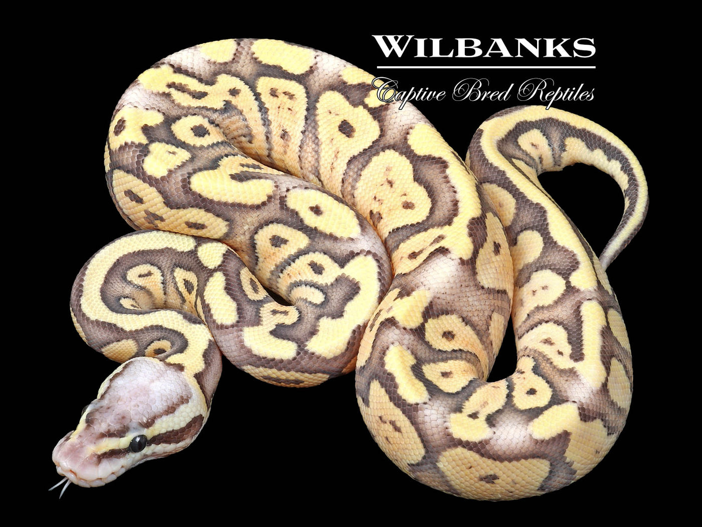 SuperFly Hypo Ball Python ♂ '23