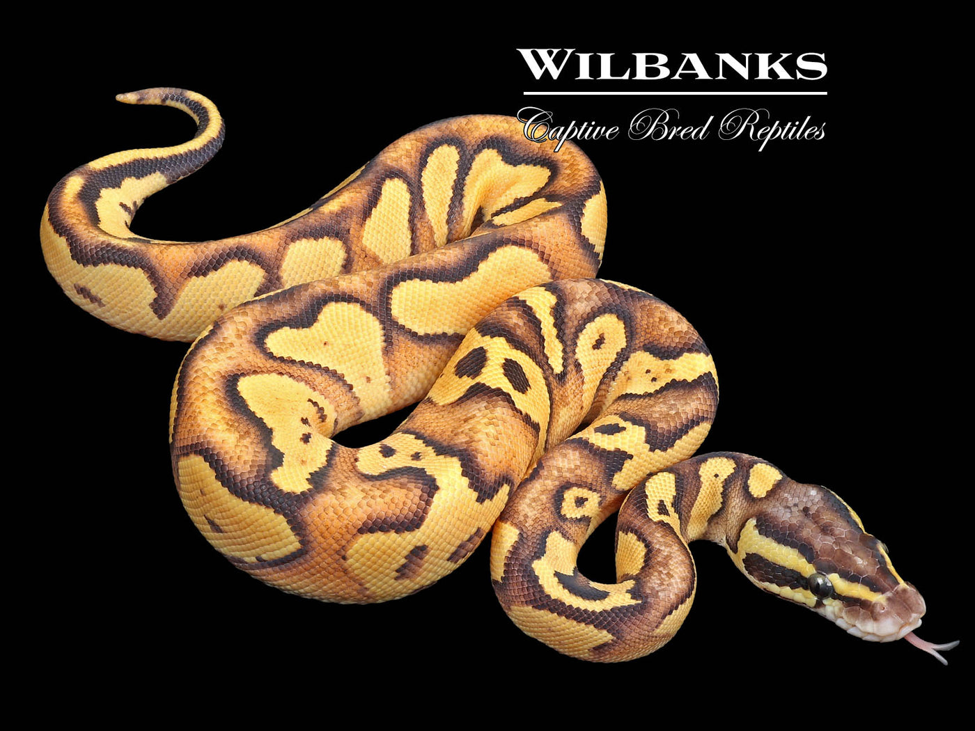 Blackhead FireFly Ball Python ♀'23