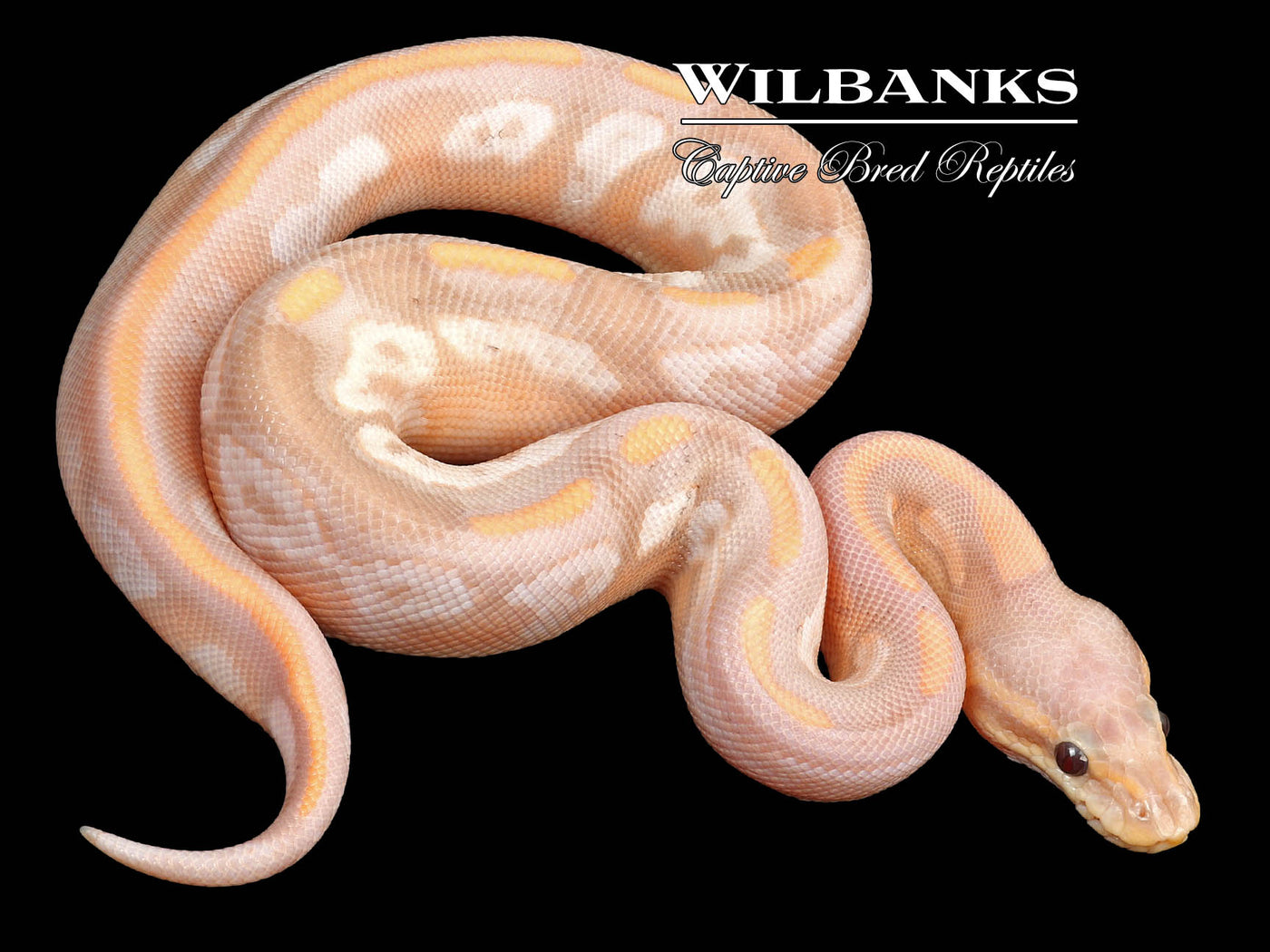 Sugar Banana Cinnamon Enchi Yellow Belly Ball Python ♂ '23 Wilbanks