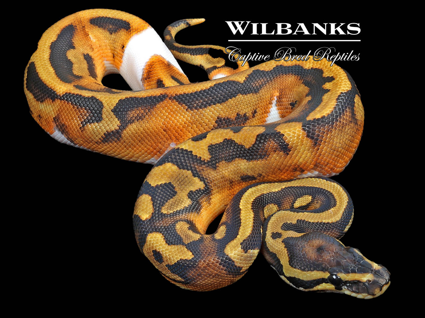 Pied Ball Python ♀ '23