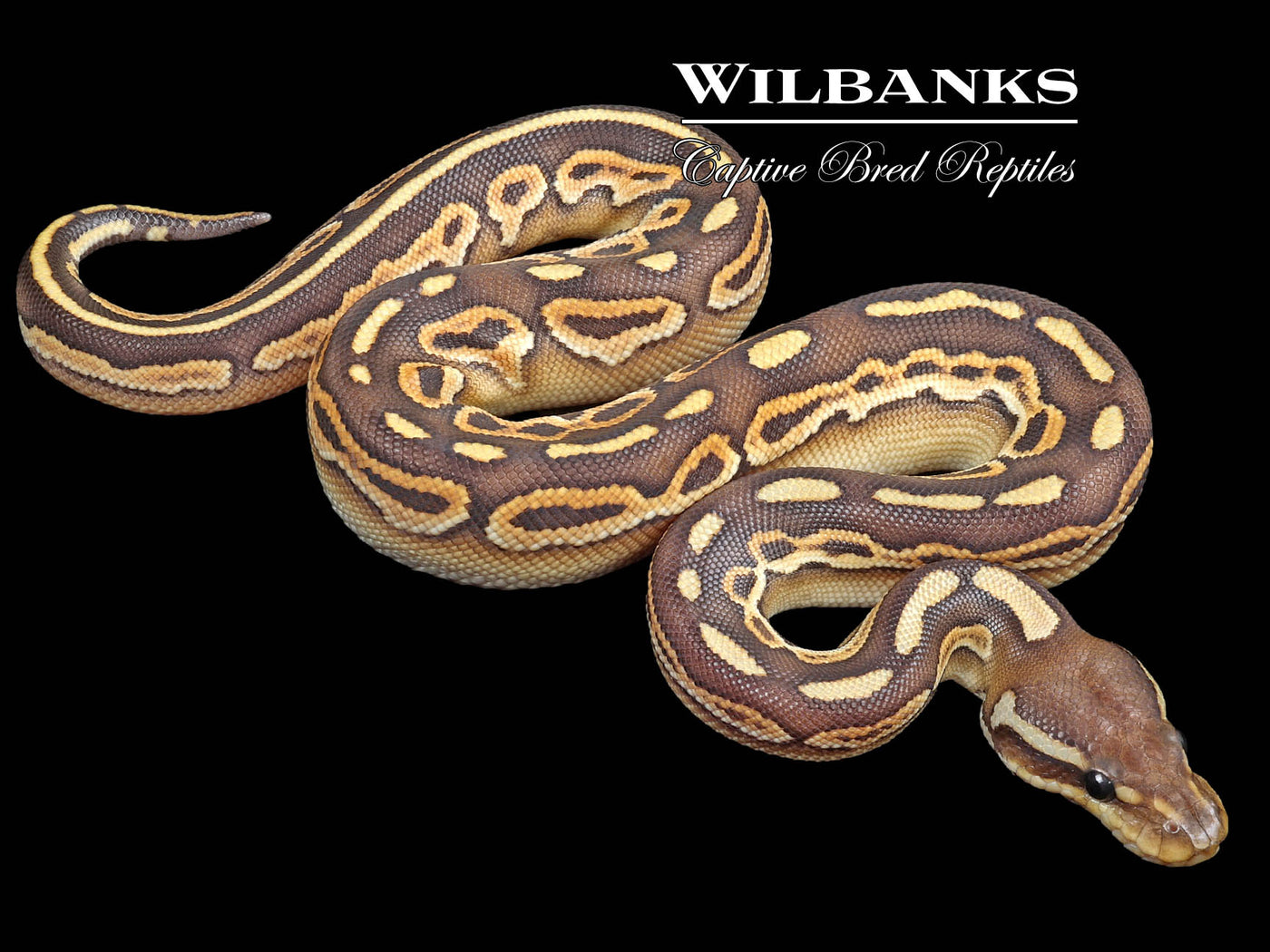 Black Pastel Butter Ball Python ♂ '23
