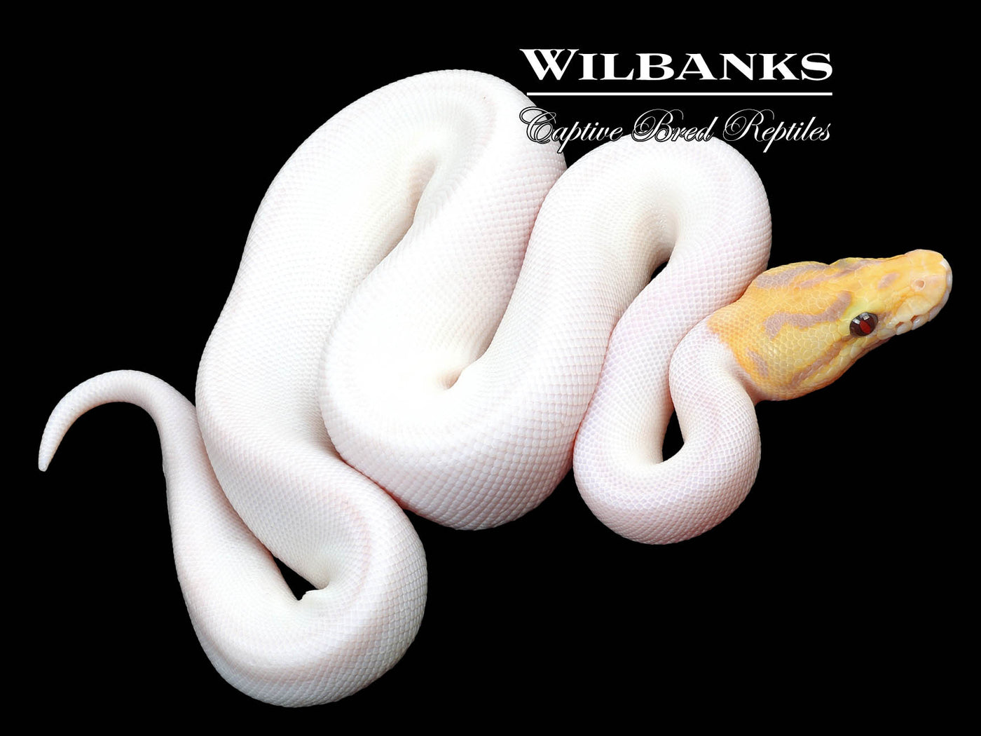 Banana Spied Ball Python ♂ '23