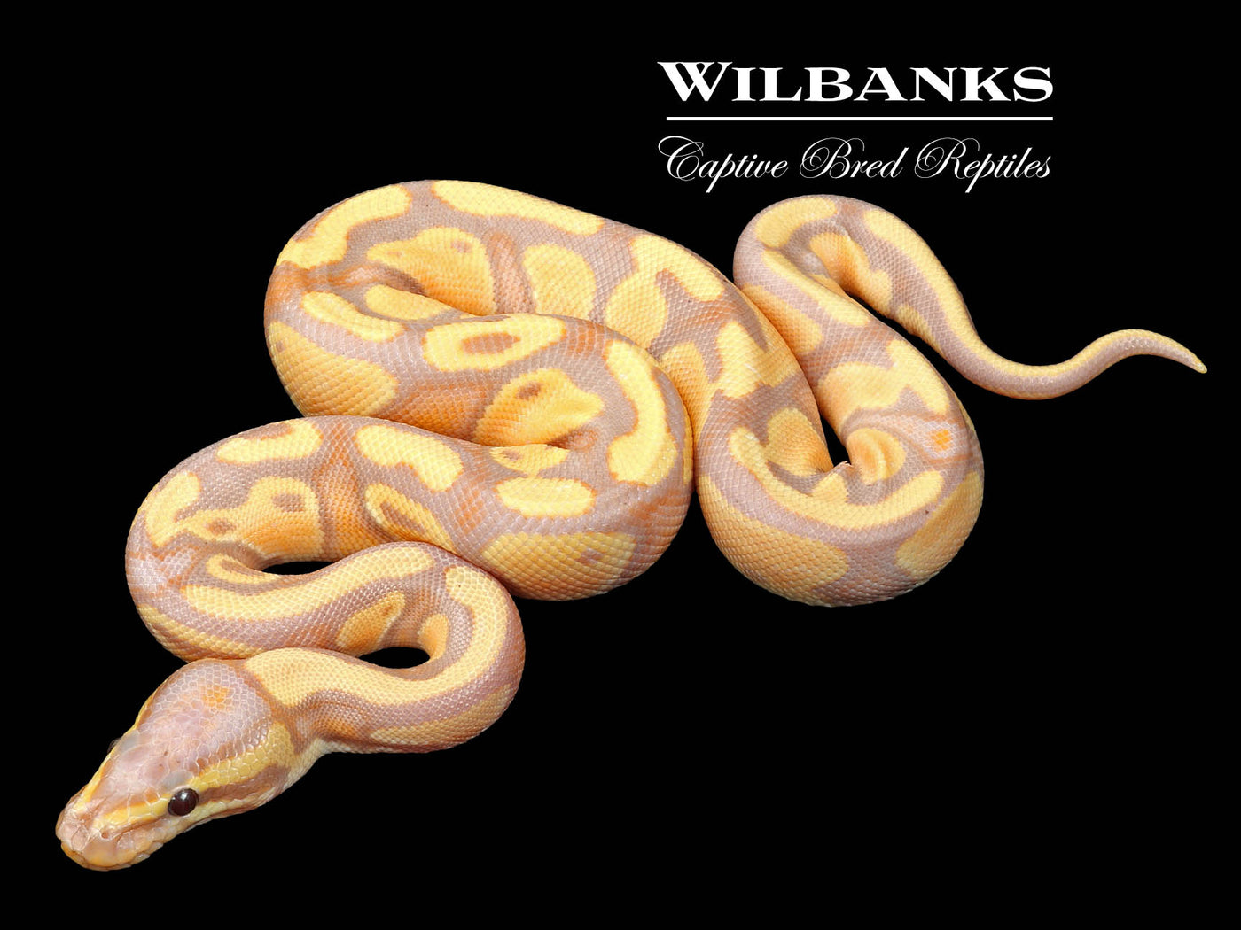 Banana Enchi 100% Het. Pied Ball Python ♂ '23