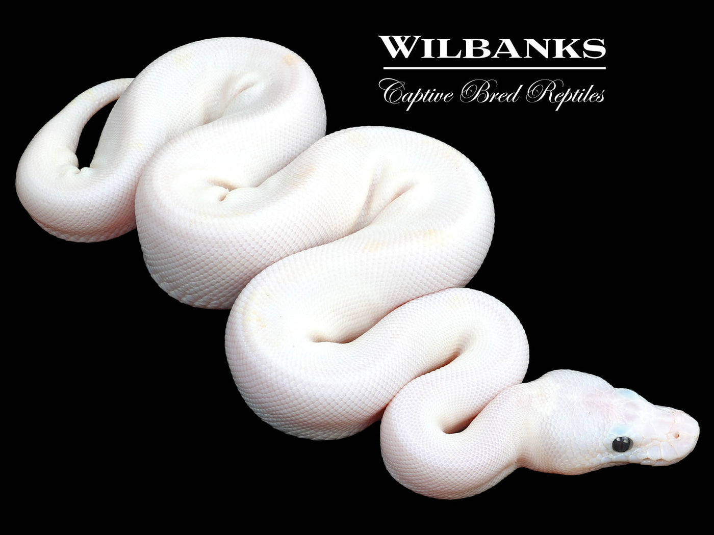 Super Fire Ball Python ♀ ‘23 – Wilbanks Captive Bred Reptiles