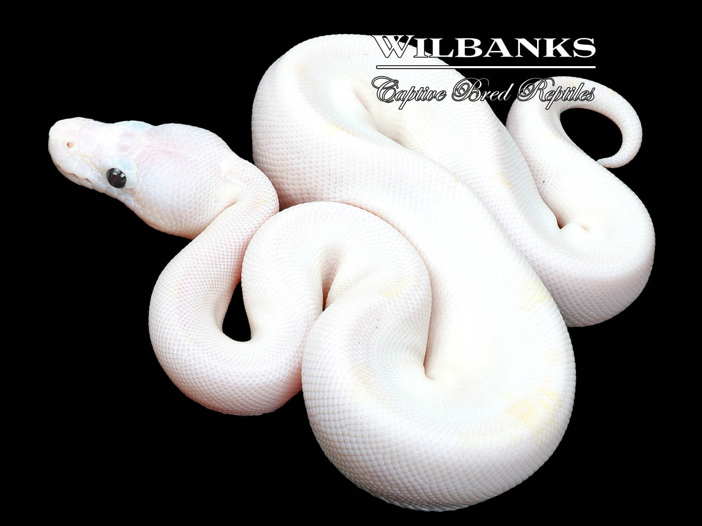 Super Fire Ball Python ♀ '23