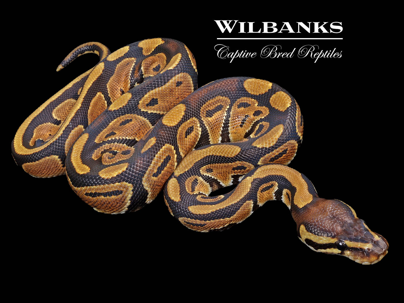 DH Pied Lavender Albino ♀ '23