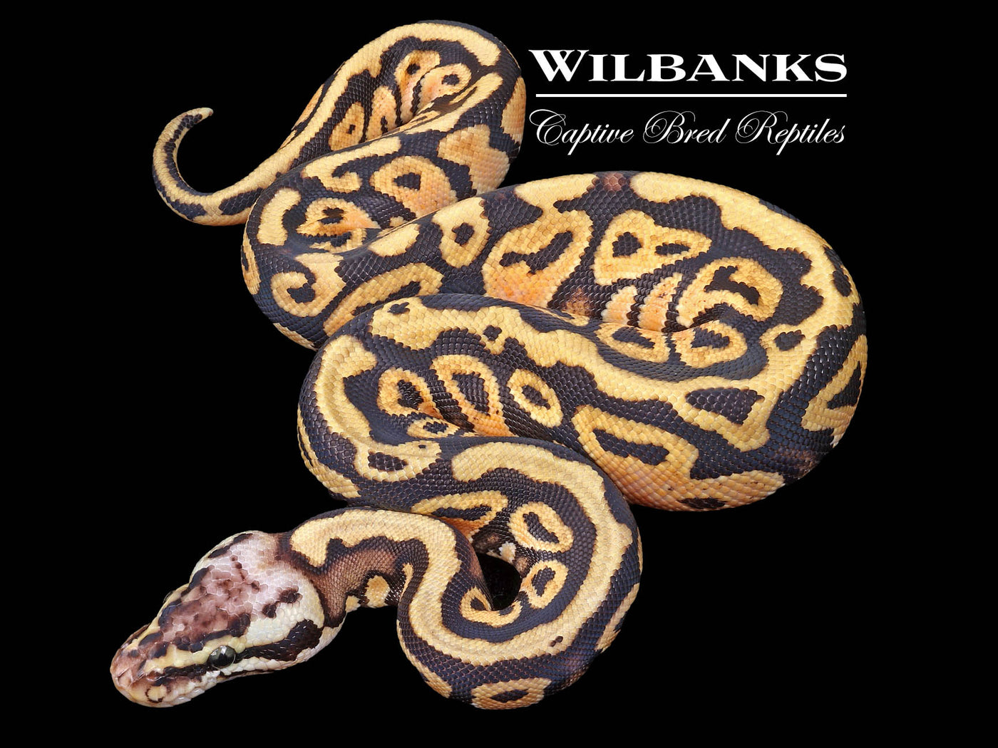 Pastel Spotnose Ball Python ♀ '22