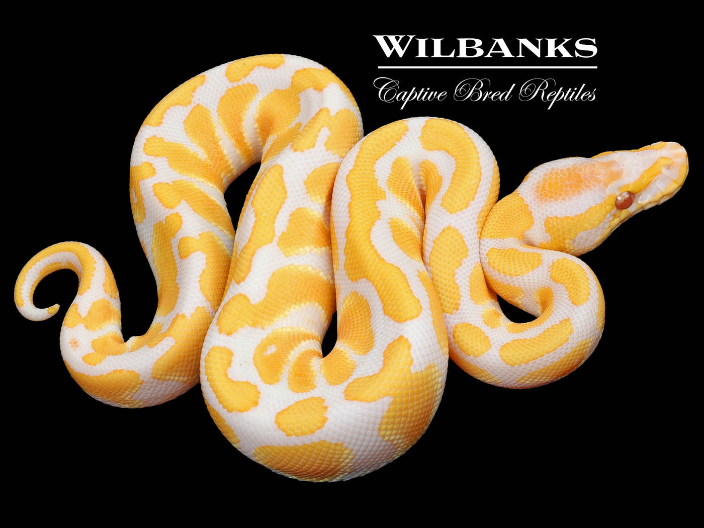 Lavender Albino 100% Het. Clown Ball Python ♀ '23