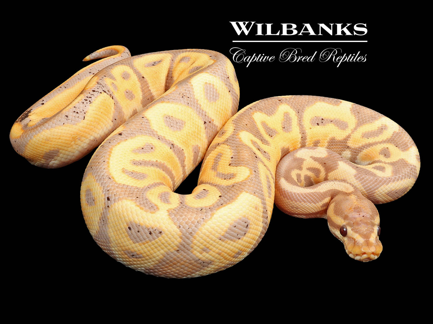 Banana Leopard Yellow Belly Ball Python ♂ '22