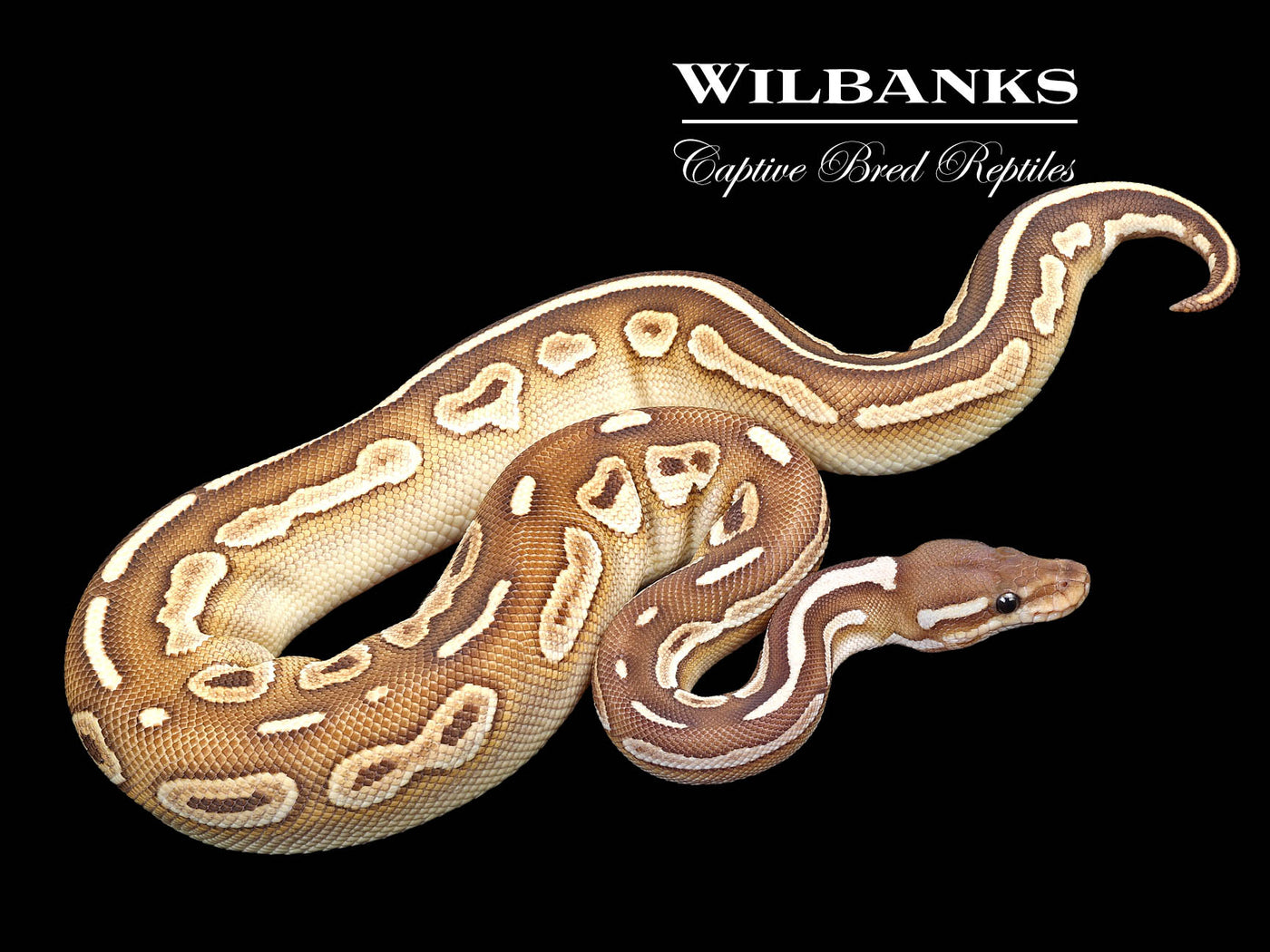 Black Pastel Butter Ball Python ♀ '22
