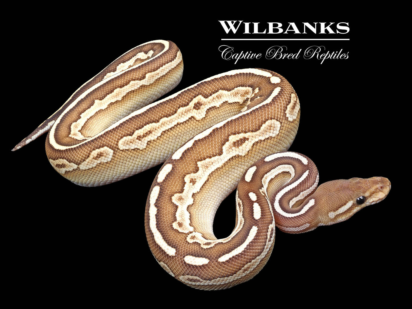 Black Pastel Butter Ball Python ♀ '22